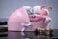 The Newborn Box (Pink)